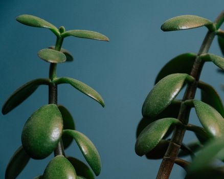 Crassula plant with green stems and leaves growing on blue background in light place