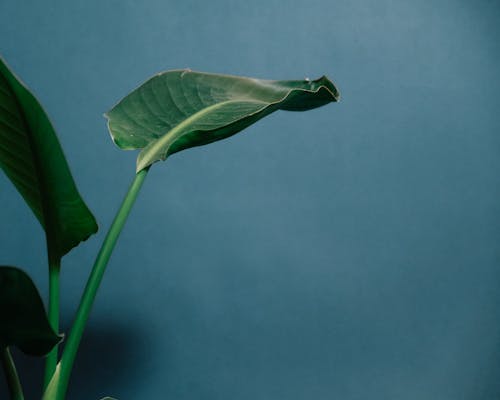 Plant with green leaves and stem growing on blue background in light place