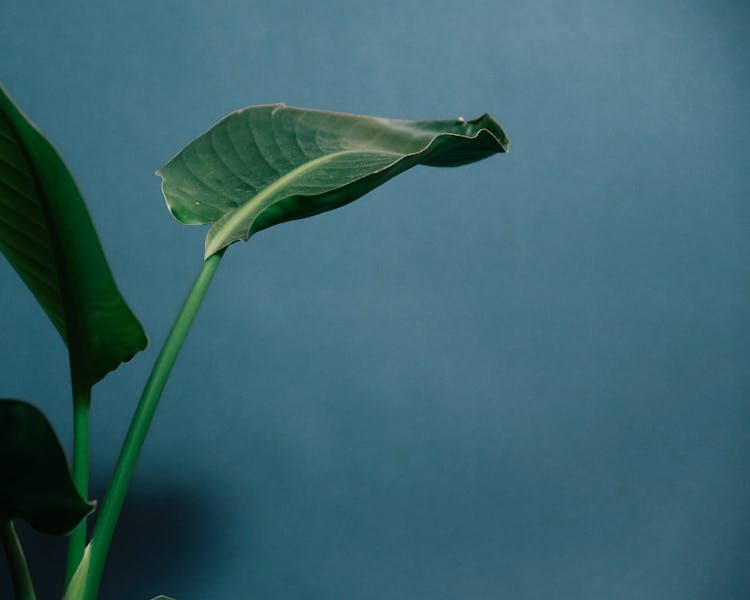 Strelitzia Plant With Green Leaves On Blue Background