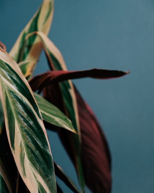 Free Stromanthe plant with green and red leaves and white stripes growing in light place on blue background Stock Photo
