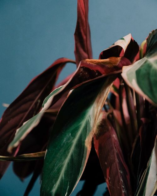 Free Plant with red and green leaves with white stripes growing on blue background in light place Stock Photo
