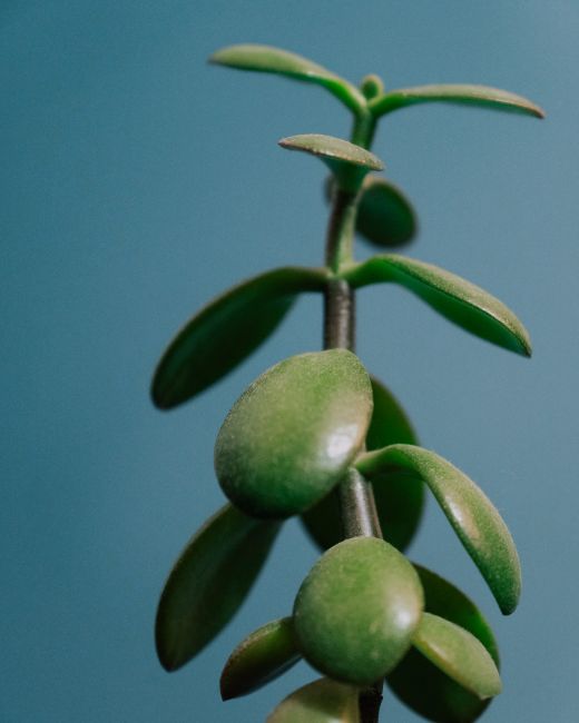 Succulent plant with green leaves and stem growing in light place on blue background