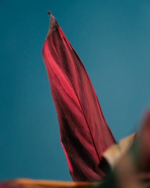Stromanthe plant with red leaves and stripes growing in light place on blue background