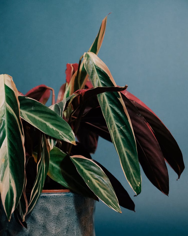 Potted Plant With Green And Red Leaves On Blue Background