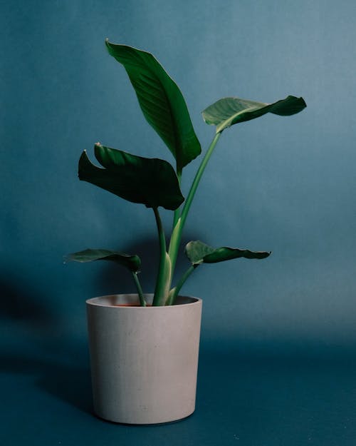 Potted Strelitzia plant with green leaves and stem growing in light place on blue background