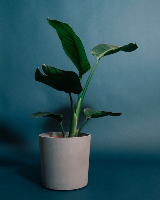 Potted Strelitzia plant with green leaves and stem growing in light place on blue background