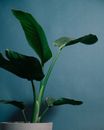 Potted plant with green leaves on blue background
