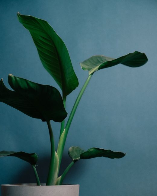 Potted Strelitzia plant with green leaves and stem placed in light place on blue background
