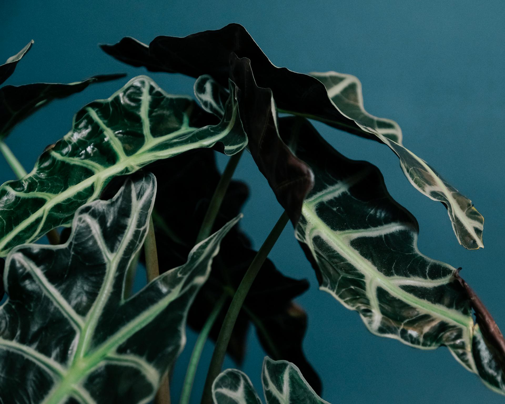 Plant with green leaves and white stripes on stems growing on blue background in light place