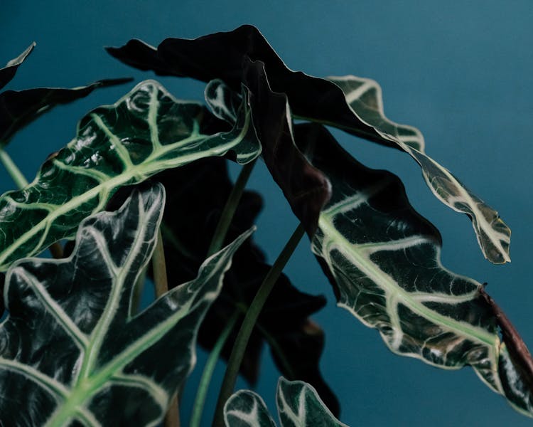 Alocasia Plant With Green Leaves On Blue Background