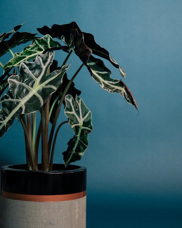 Free Potted plant with green leaves on blue background Stock Photo