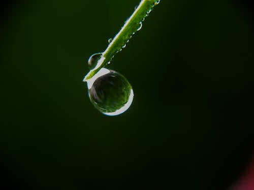 Free stock photo of body of water, dewdrop, drop of water