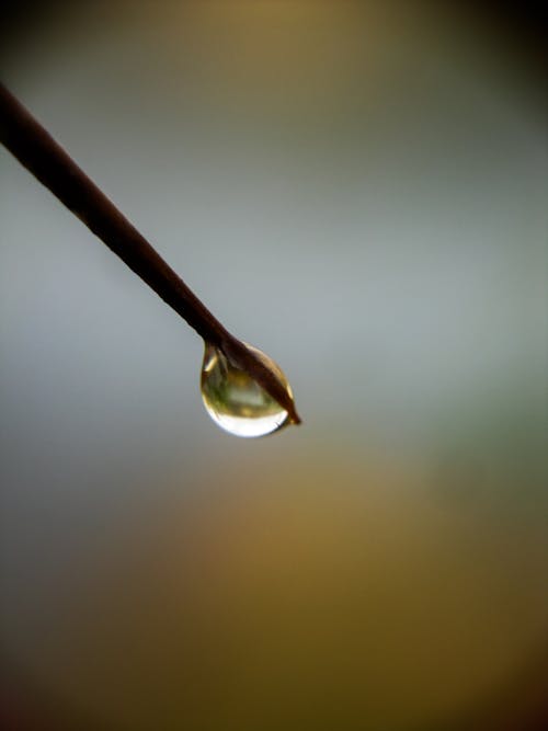 Free stock photo of dew, dewdrop, dewdrops