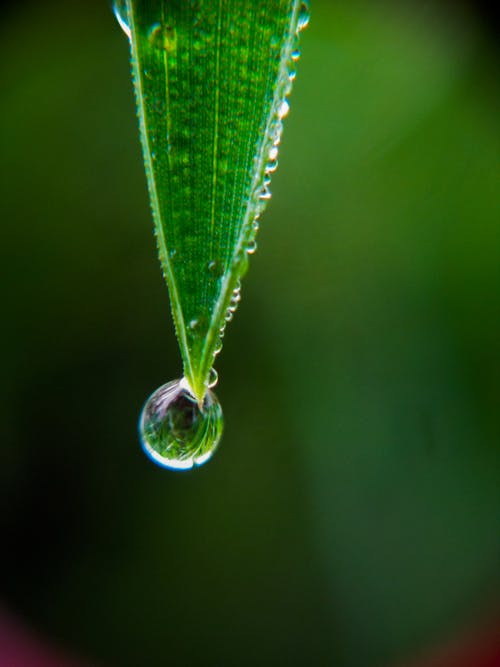 Free stock photo of dew, dewdrop, dewdrops