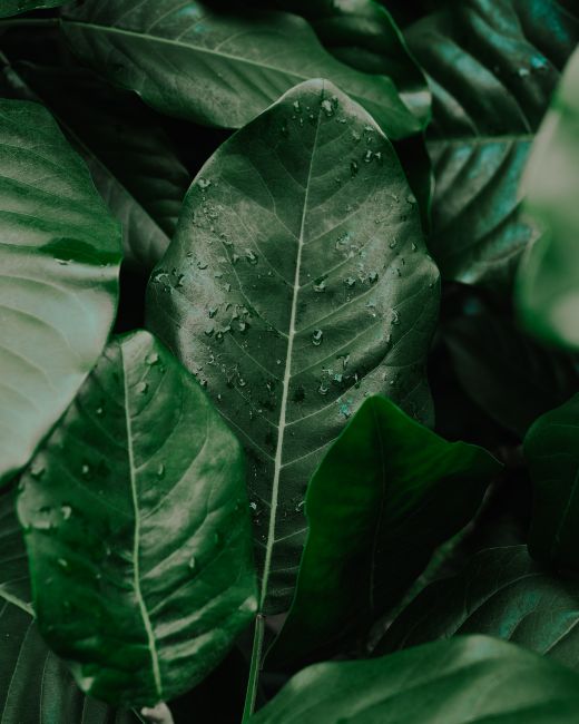 Close-up of vibrant green leaves with fresh water droplets, showcasing nature's beauty.