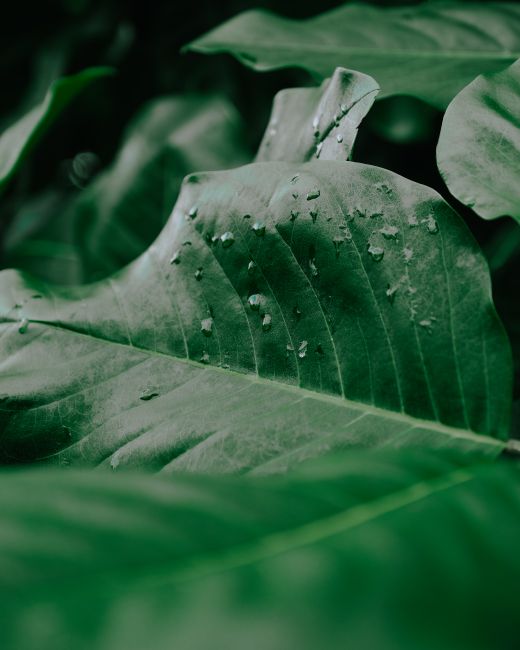 High angle of big green leaf of plant with clear water droplets growing in woodland