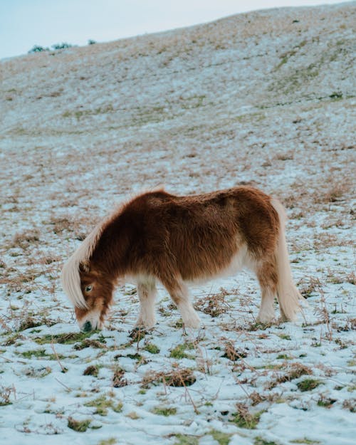 Pony grazing in snowy meadow in hilly terrain