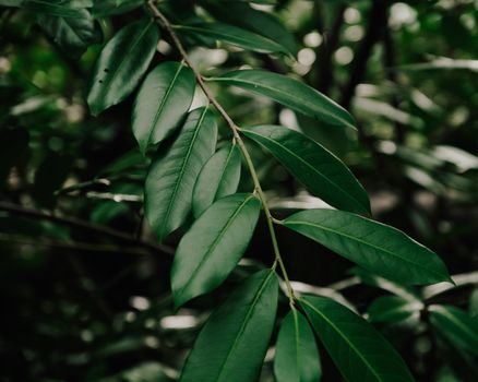 Green leaves on branch of tree