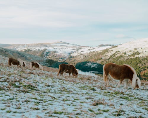 Herd of purebred ponies pasturing in snowy hillside