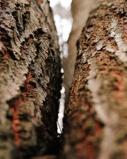 Close-Up Photo of a Brown Tree Trunk