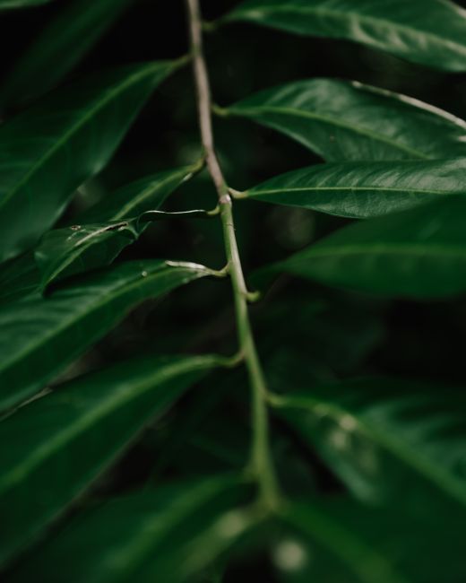 Close-up of vibrant green leaves and stem, showcasing natural beauty and detail.