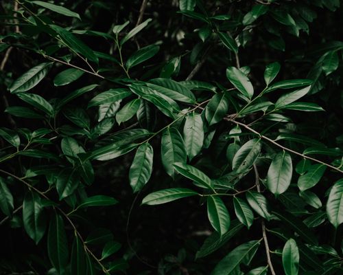 Free Dense green leaves in a forest setting evoke a sense of tranquility and natural beauty. Stock Photo