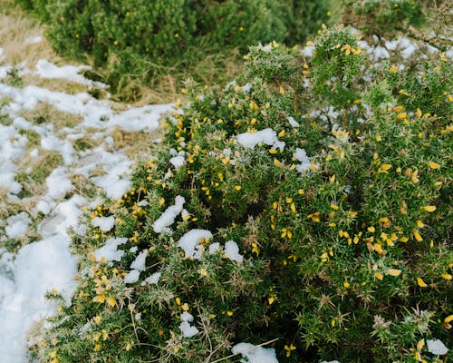 Gratis Fotos de stock gratuitas de arbustos, botánica, Flores amarillas Foto de stock
