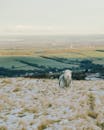 Sheep in a Field with Snow