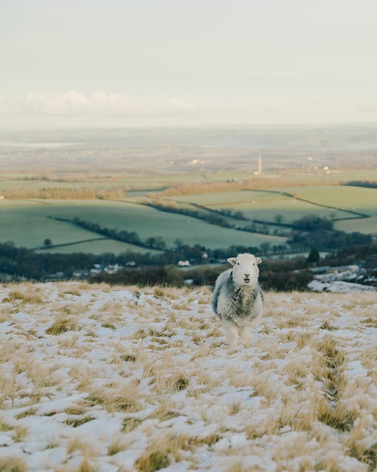 Sheep In A Field With Snow