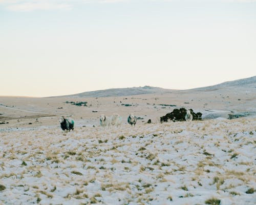 Herd of Sheep on a Desert