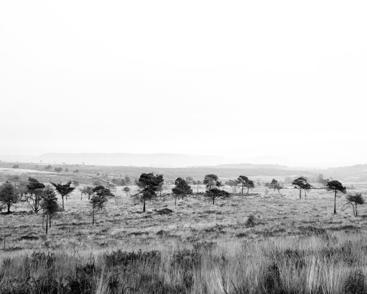 Trees Growing In Wasteland Field