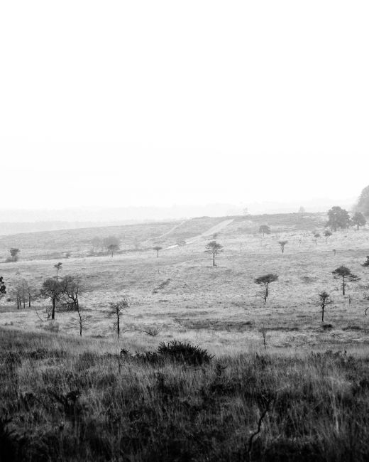A tranquil and foggy grassland captured in stunning monochrome with scattered trees.