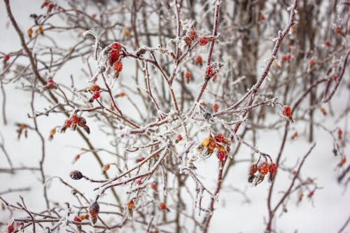 бесплатная Бесплатное стоковое фото с ветви, дерево, зима Стоковое фото