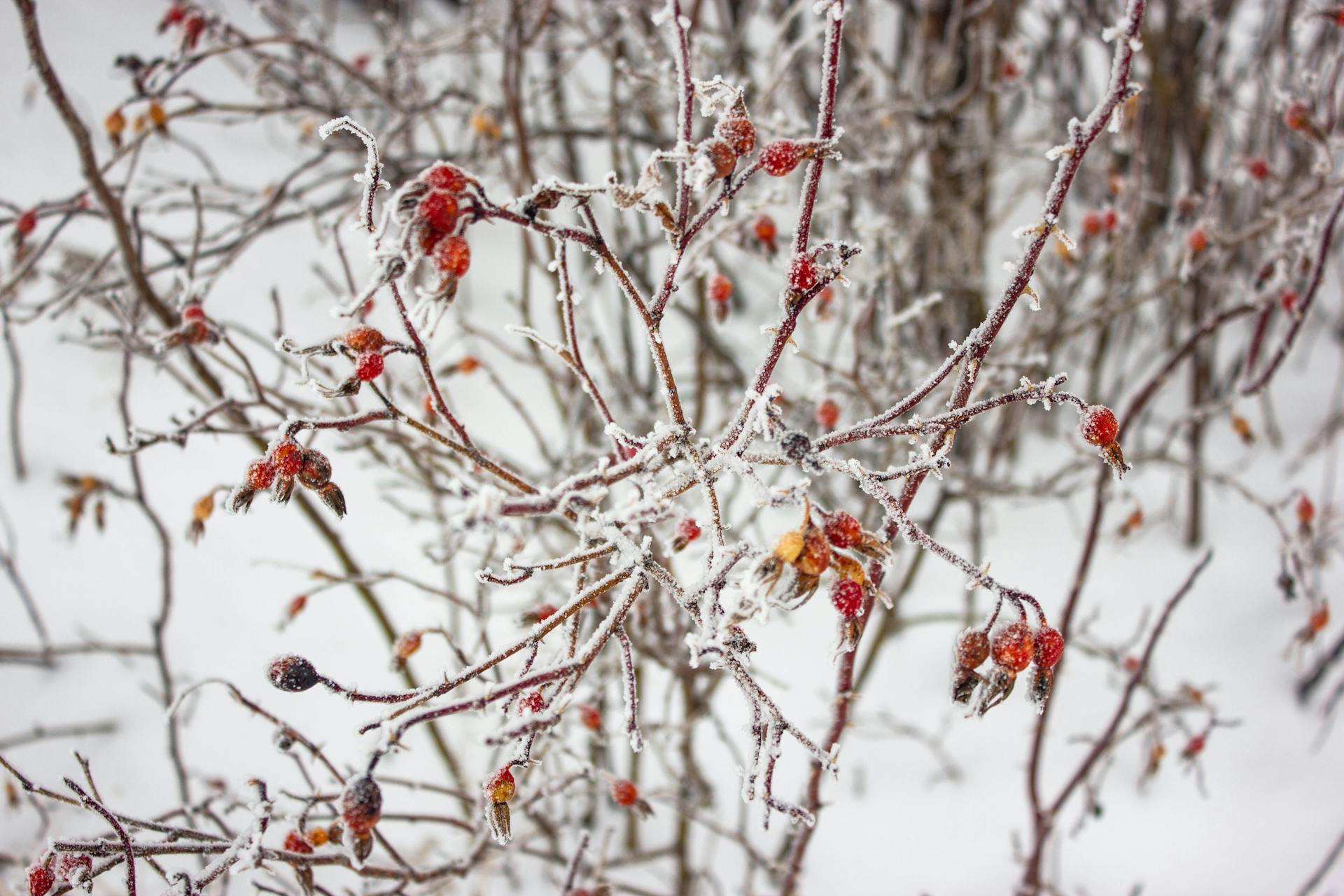 Close-up of frost-covered rowan berries and branches in snowy winter outdoors.