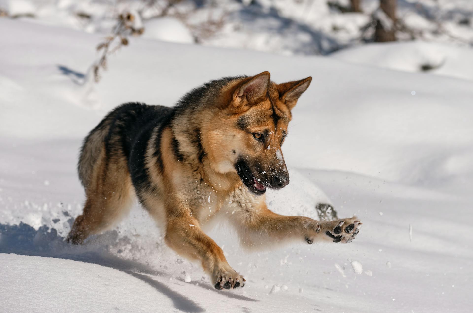 Een Duitse herder speelt met sneeuw