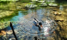 一只鸭子在清澈、阳光普照的池塘里平静地游泳，四周环绕着大自然