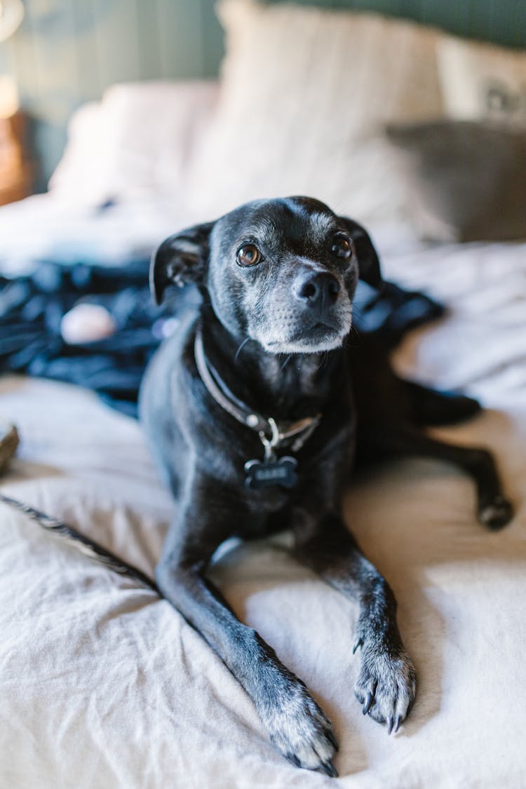 Black Short Coat Medium Dog On Bed