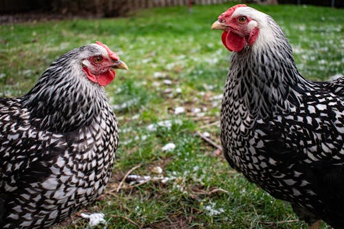 Close Up Shot of Chickens