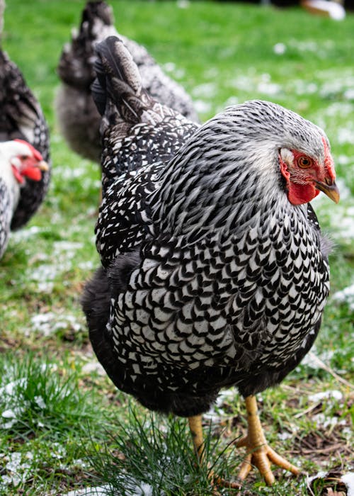 A Black and White Chicken on Green Grass