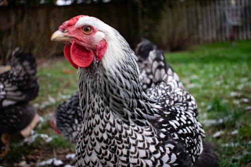 White and Black Chicken in Close Up Photography