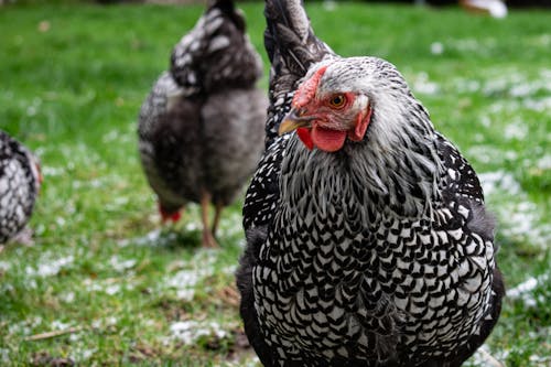 White and Black Chicken in Close Up Photography