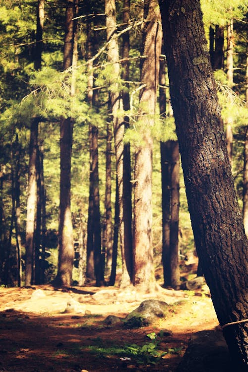 Immagine gratuita di alberi, bhutan, foresta