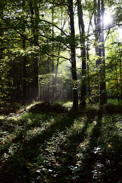 Free stock photo of beams, forest, sun