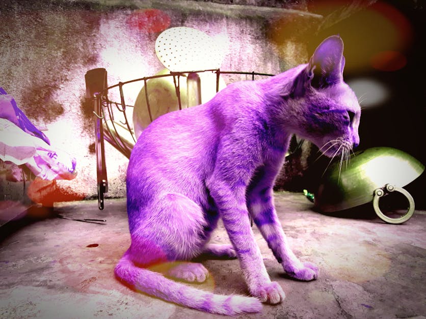 Free stock photo of Best cat of life, cat, Cat purple