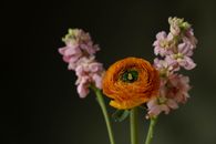 Orange and Purple Flower in Tilt Shift Lens
