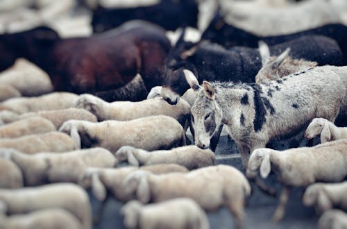 Free Herd of Domestic Animals Stock Photo