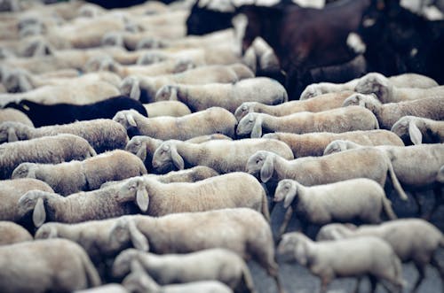 Free Group of Gray and Black Sheep Stock Photo
