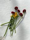 Red and Yellow Flowers on White Textile