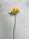 Yellow Tulips on White Textile