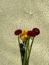 Red and Yellow Flower Beside White Wall